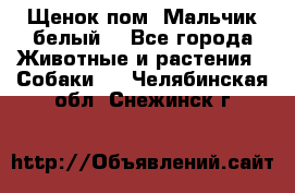 Щенок пом. Мальчик белый  - Все города Животные и растения » Собаки   . Челябинская обл.,Снежинск г.